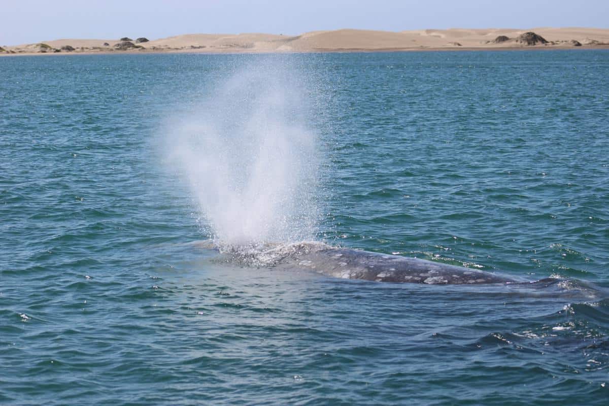 Avistamiento de ballena gris en Baja California